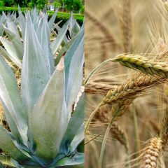 Resiliencia cultural agroalimentaria VS expansión del mercado: El caso del maíz y maguey pulquero frente a la cebada en el Altiplano Central de México
